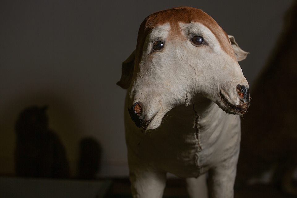acervo do taxidermista, empalhador de animais, josé hidasi, em goiânia. ele é conhecido internacionalmente pela técnica