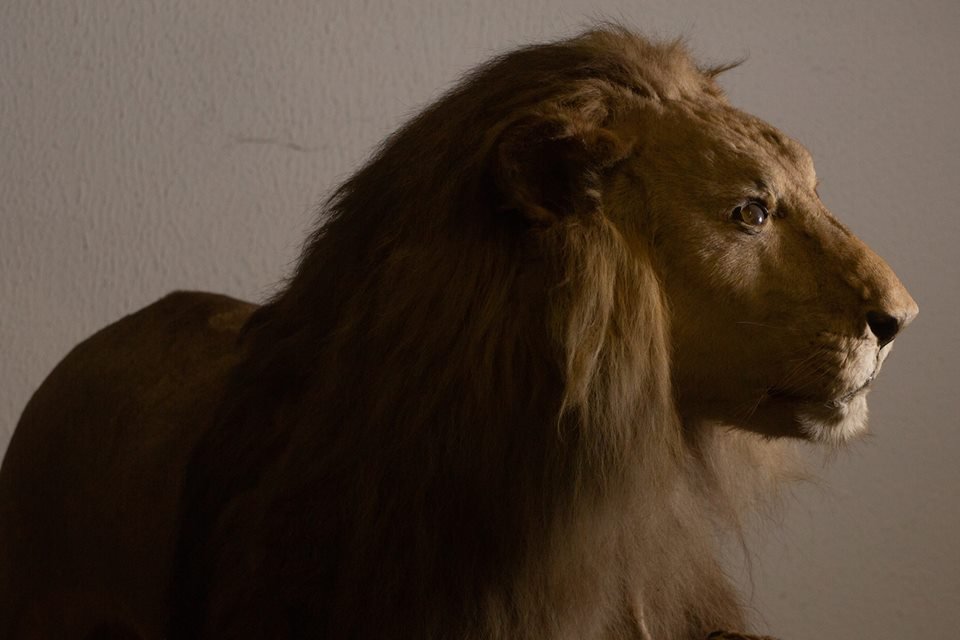 acervo do taxidermista, empalhador de animais, josé hidasi, em goiânia. ele é conhecido internacionalmente pela técnica