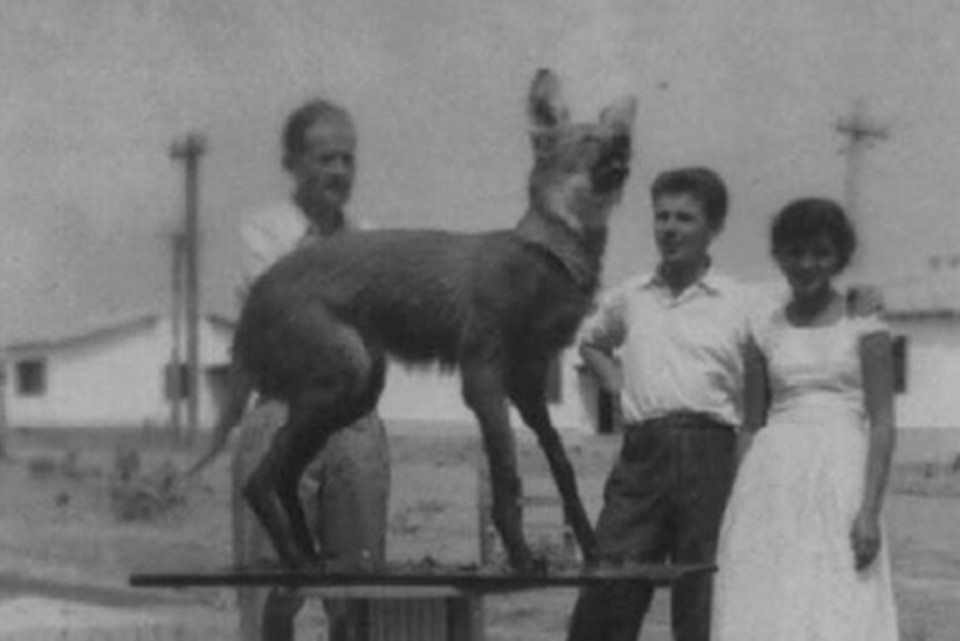 acervo do taxidermista, empalhador de animais, josé hidasi, em goiânia. ele é conhecido internacionalmente pela técnica