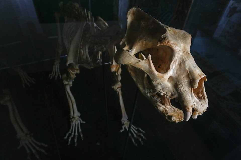 acervo do taxidermista, empalhador de animais, josé hidasi, em goiânia. ele é conhecido internacionalmente pela técnica
