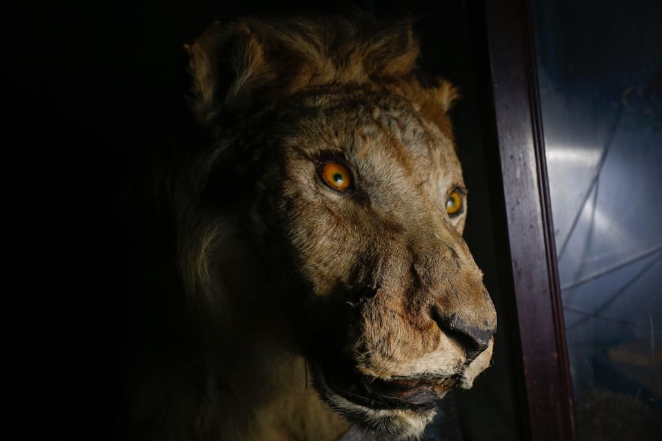 acervo do taxidermista, empalhador de animais, josé hidasi, em goiânia. ele é conhecido internacionalmente pela técnica