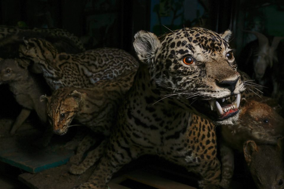 acervo do taxidermista, empalhador de animais, josé hidasi, em goiânia. ele é conhecido internacionalmente pela técnica