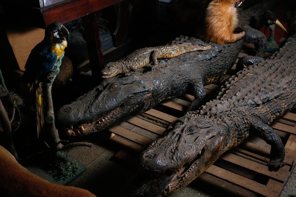 acervo do taxidermista, empalhador de animais, josé hidasi, em goiânia. ele é conhecido internacionalmente pela técnica