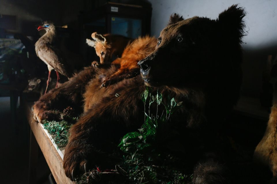 acervo do taxidermista, empalhador de animais, josé hidasi, em goiânia. ele é conhecido internacionalmente pela técnica