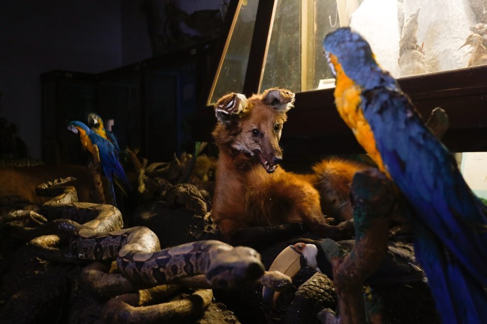 acervo do taxidermista, empalhador de animais, josé hidasi, em goiânia. ele é conhecido internacionalmente pela técnica