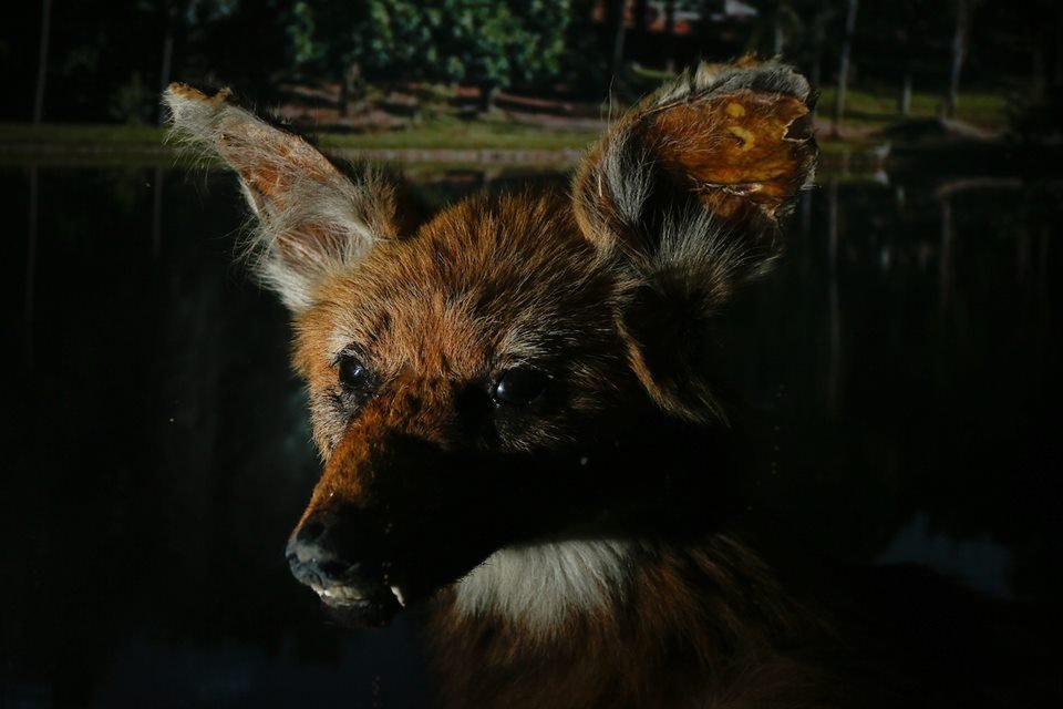 acervo do taxidermista, empalhador de animais, josé hidasi, em goiânia. ele é conhecido internacionalmente pela técnica