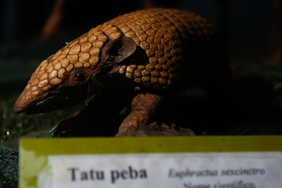 acervo do taxidermista, empalhador de animais, josé hidasi, em goiânia. ele é conhecido internacionalmente pela técnica