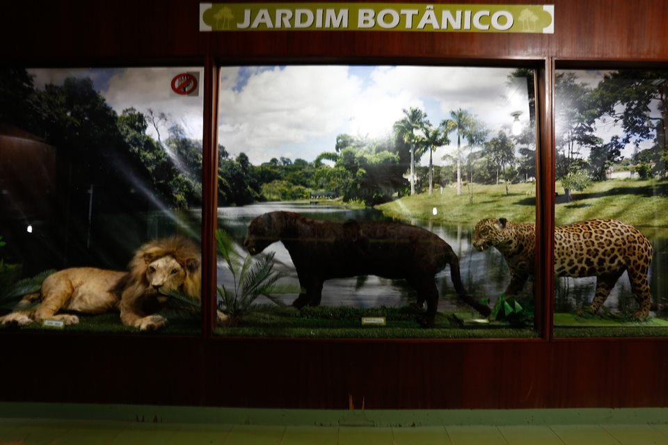 acervo do taxidermista, empalhador de animais, josé hidasi, em goiânia. ele é conhecido internacionalmente pela técnica