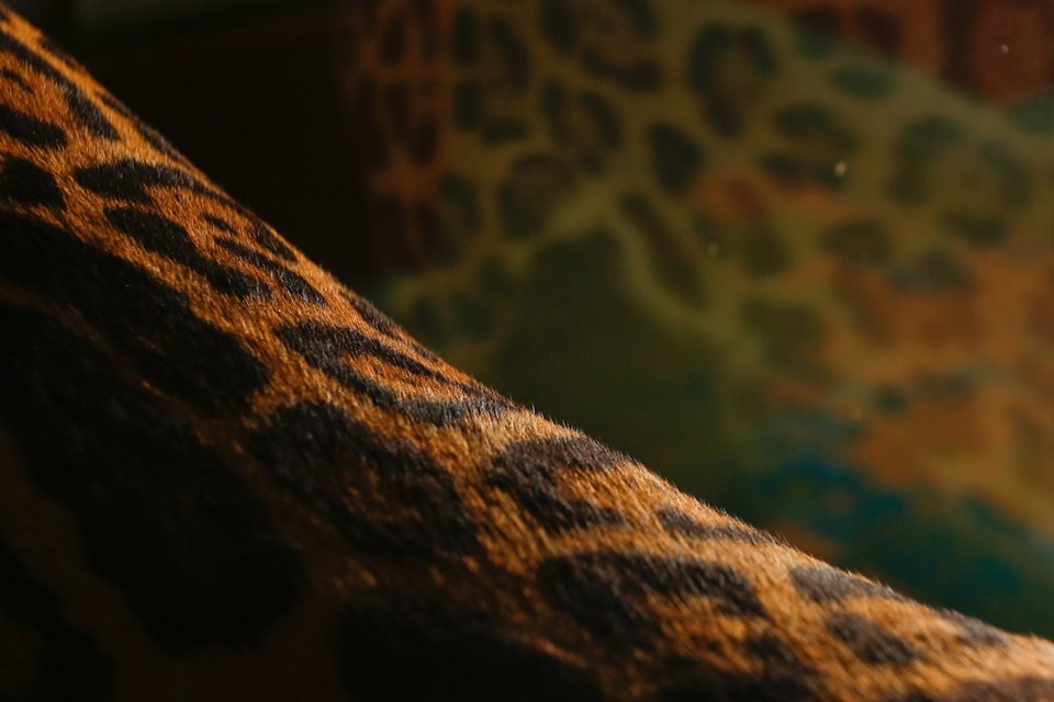 acervo do taxidermista, empalhador de animais, josé hidasi, em goiânia. ele é conhecido internacionalmente pela técnica