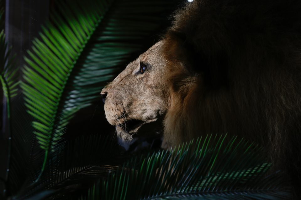 acervo do taxidermista, empalhador de animais, josé hidasi, em goiânia. ele é conhecido internacionalmente pela técnica