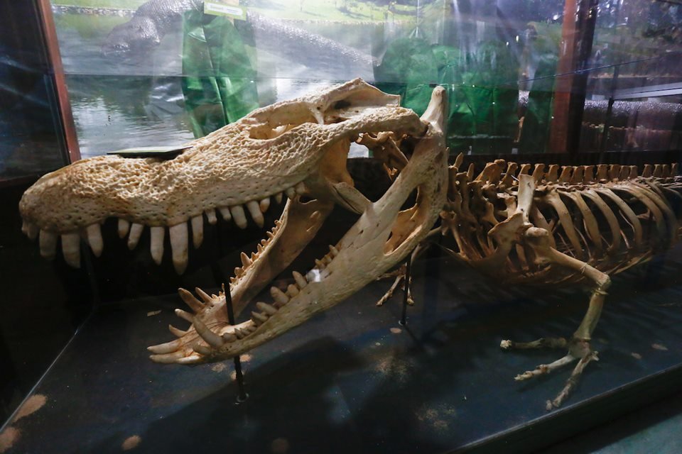 acervo do taxidermista, empalhador de animais, josé hidasi, em goiânia. ele é conhecido internacionalmente pela técnica