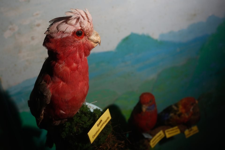 acervo do taxidermista, empalhador de animais, josé hidasi, em goiânia. ele é conhecido internacionalmente pela técnica