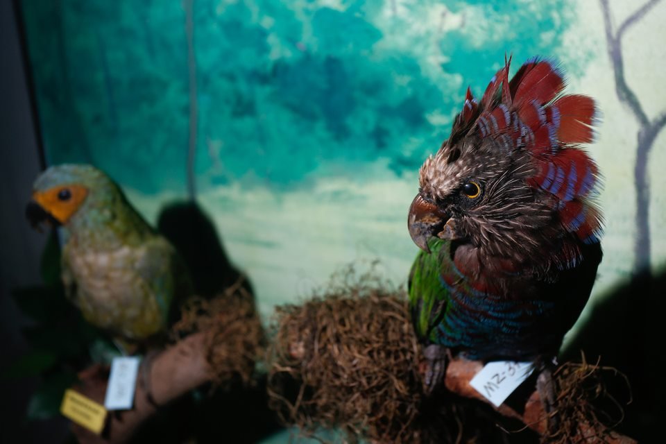 acervo do taxidermista, empalhador de animais, josé hidasi, em goiânia. ele é conhecido internacionalmente pela técnica