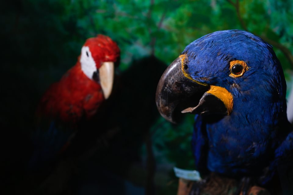 acervo do taxidermista, empalhador de animais, josé hidasi, em goiânia. ele é conhecido internacionalmente pela técnica