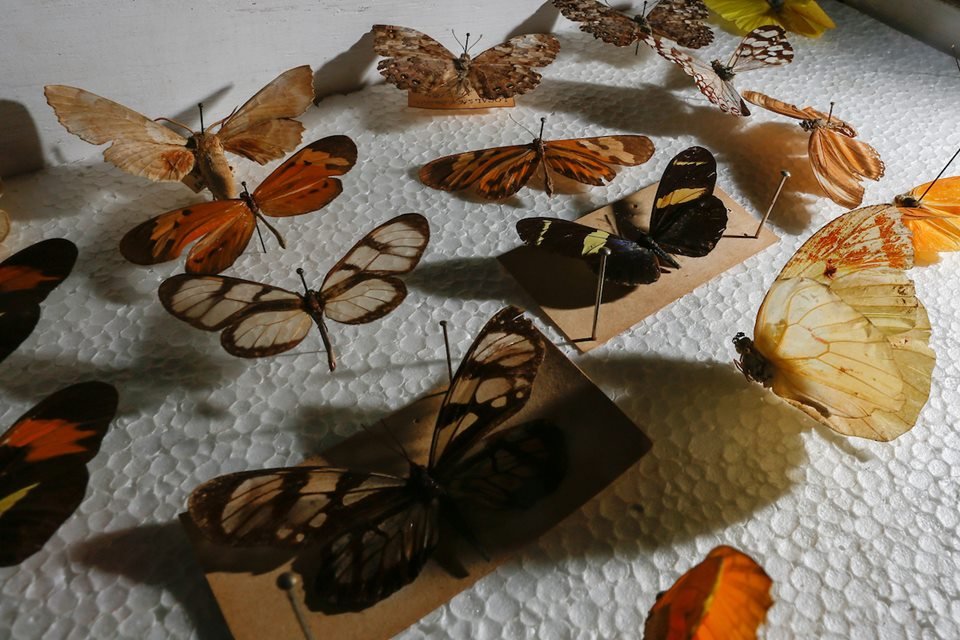 acervo do taxidermista, empalhador de animais, josé hidasi, em goiânia. ele é conhecido internacionalmente pela técnica