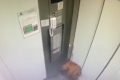 Cachorro fica pendurado com coleira presa a elevador
