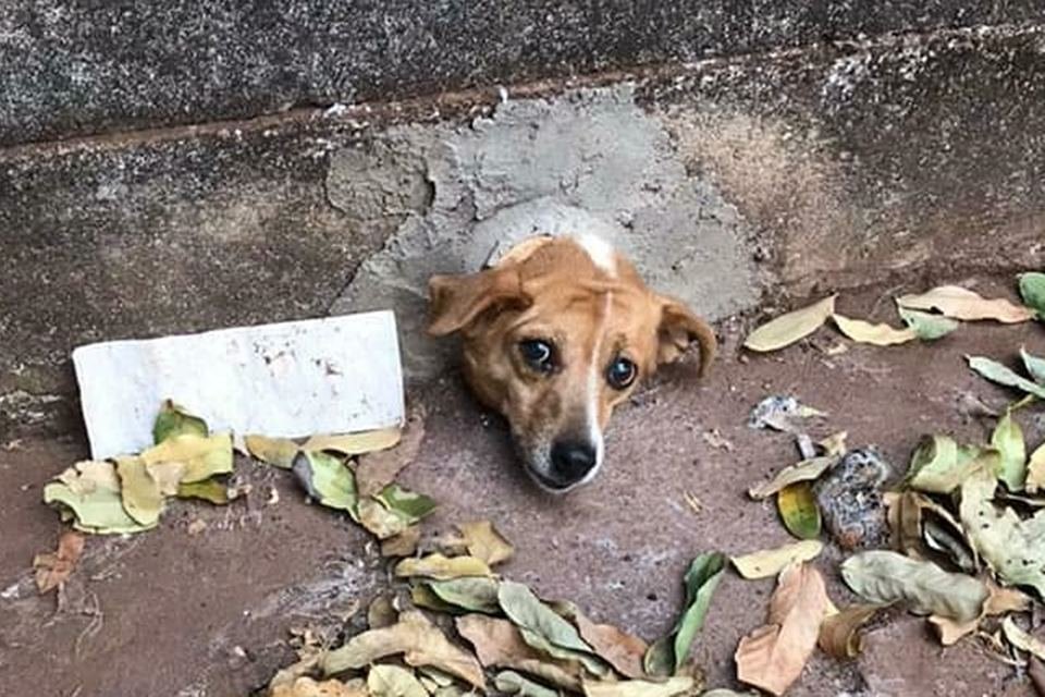 Cachorro prende a cabeça em cano de PVC, em buraco de muro em Goiás