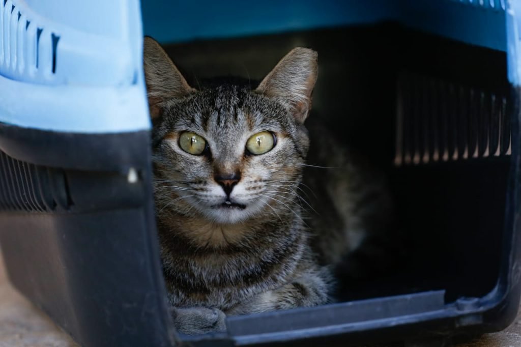 животные о которых мало кто знает