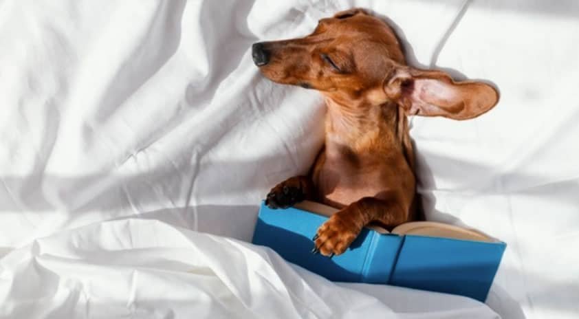 cachorro-agitado-a-noite-2