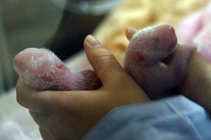 A panda Huan Huan deu à luz gêmeos