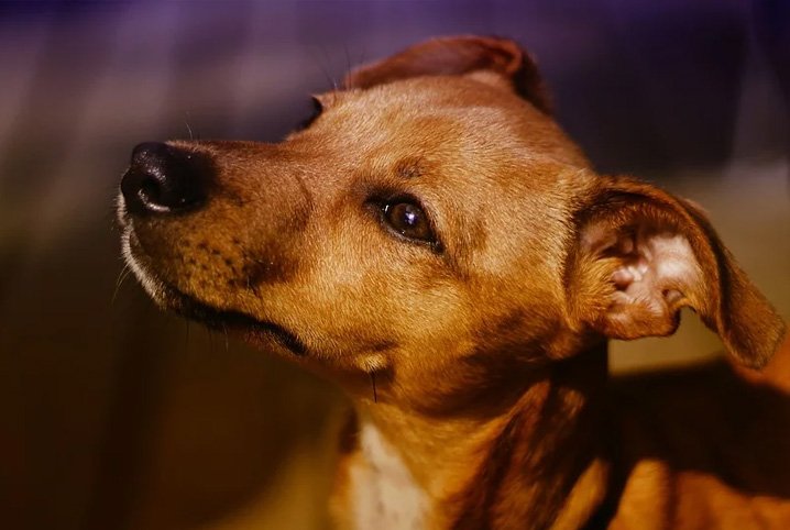 Dia Mundial do Cão: conheça os vira-latas caramelo mais famosos das redes  sociais - Fotos - R7 RPet
