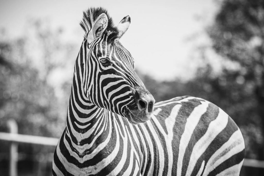 Zebra zoológico de Brasília
