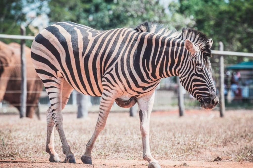 Zebra zoológico de Brasília
