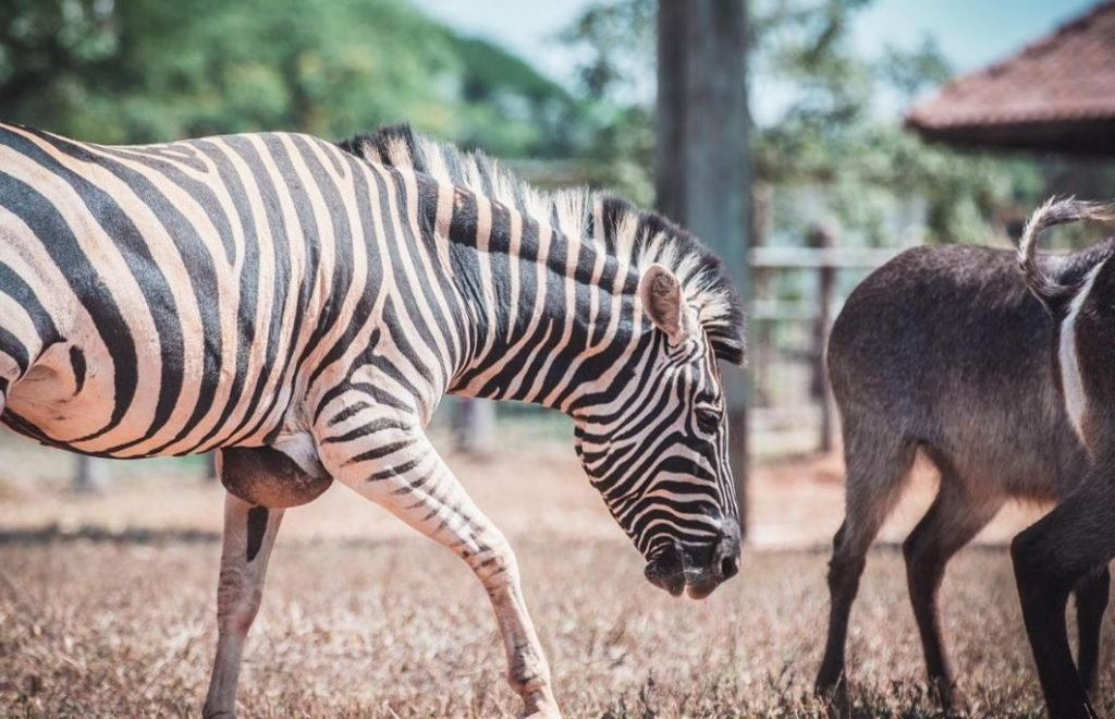 Zebra zoológico de Brasília