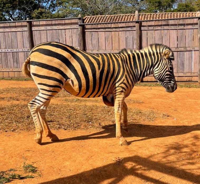 Zebra zoológico de Brasília