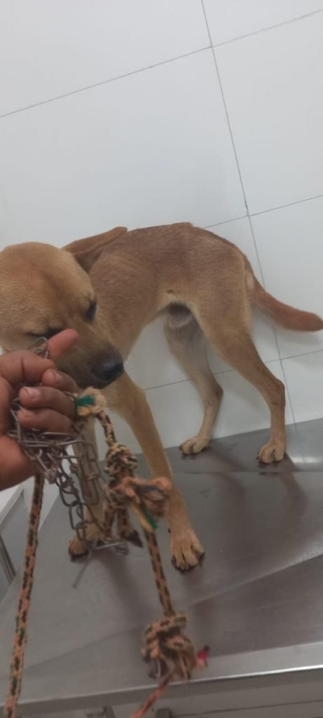 Dois cães são resgatados em residência no DF