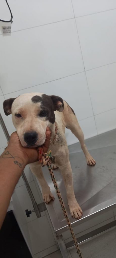 Dois cães são resgatados em residência no DF
