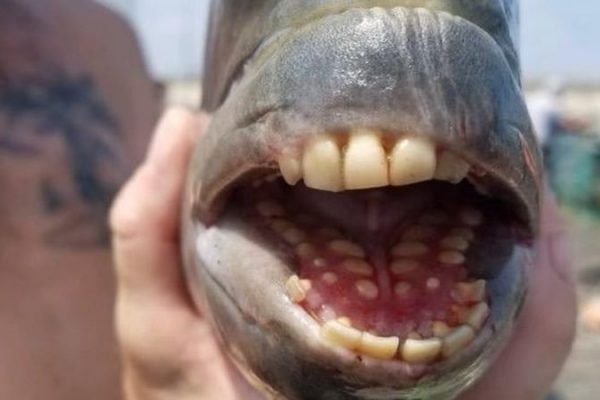 Peixe com dentes humanos foi encontrado nos EUA