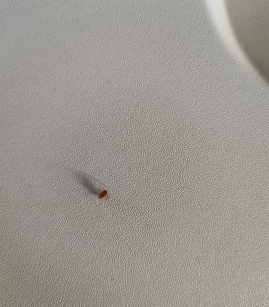 Carrapato em avião
