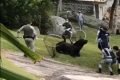 Vídeo: leão-marinho que chegou a SC de avião retorna para o mar