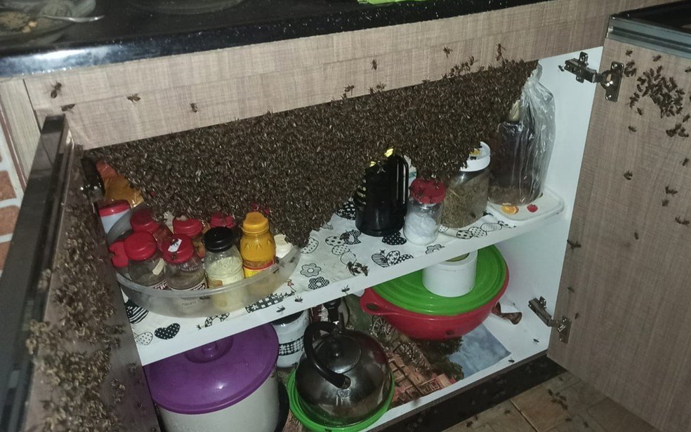 goias casa invadida abelhas