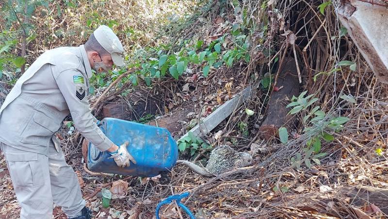 goias ouriço em transformador de energia