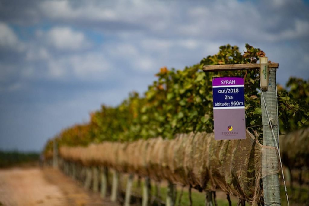 Plantação de uvas