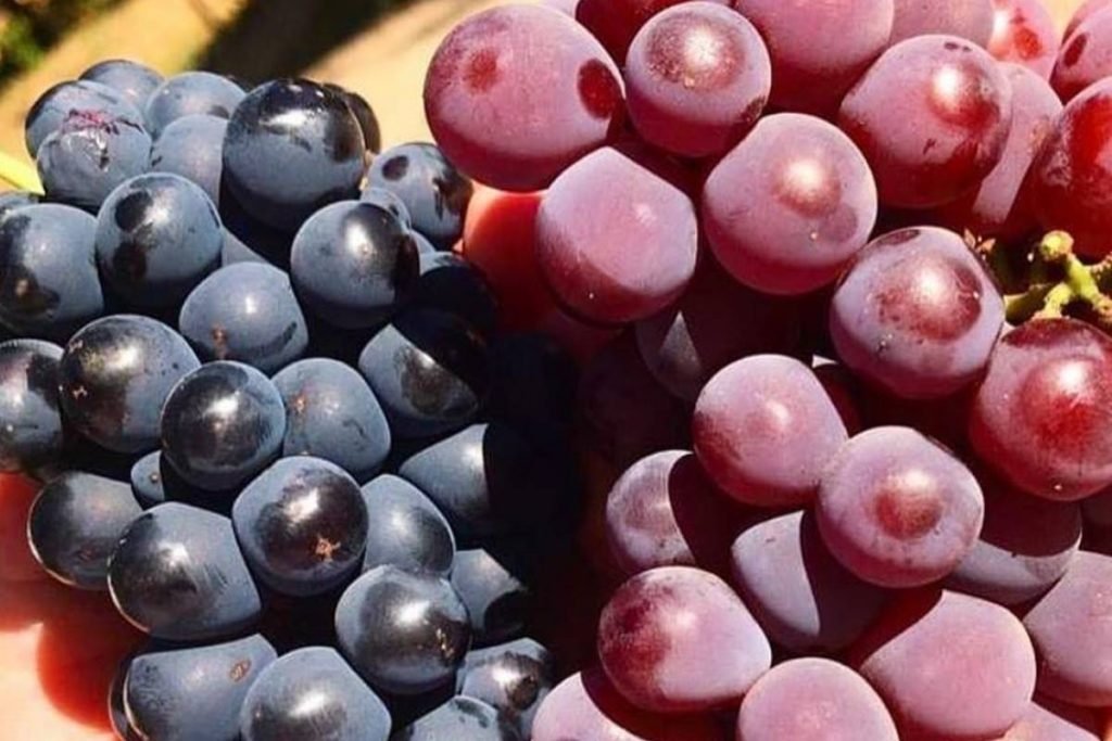 Uvas syrah e niágara rosada da Fazenda Califórnia