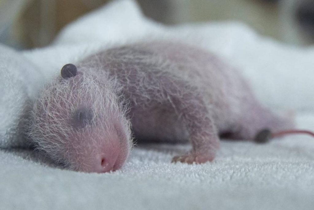 Bebês panda no zoo da França