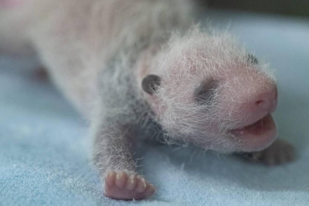 Bebês panda no zoo da França
