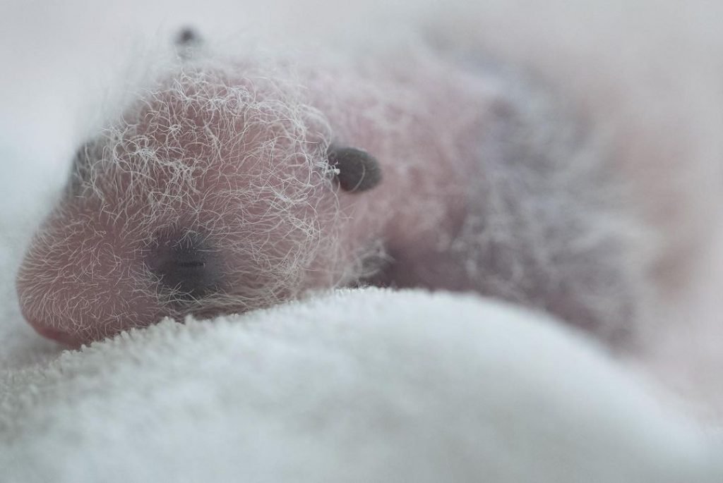 Bebês panda no zoo da França