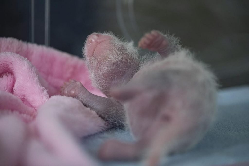 Bebês panda no zoo da França