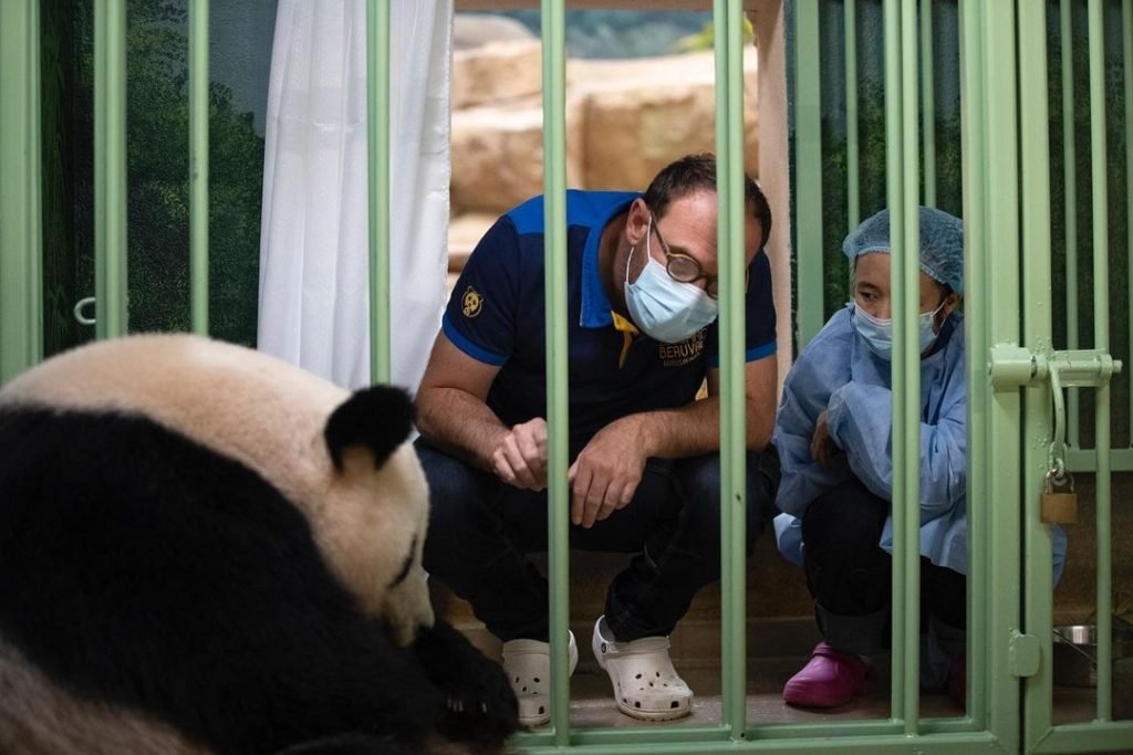 Bebês panda no zoo da França