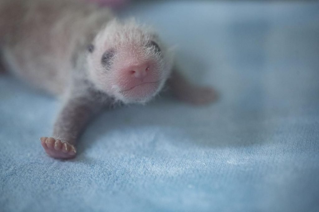 Bebês panda no zoo da França