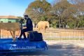 Pianista toca para animais no Zoológico de Brasília