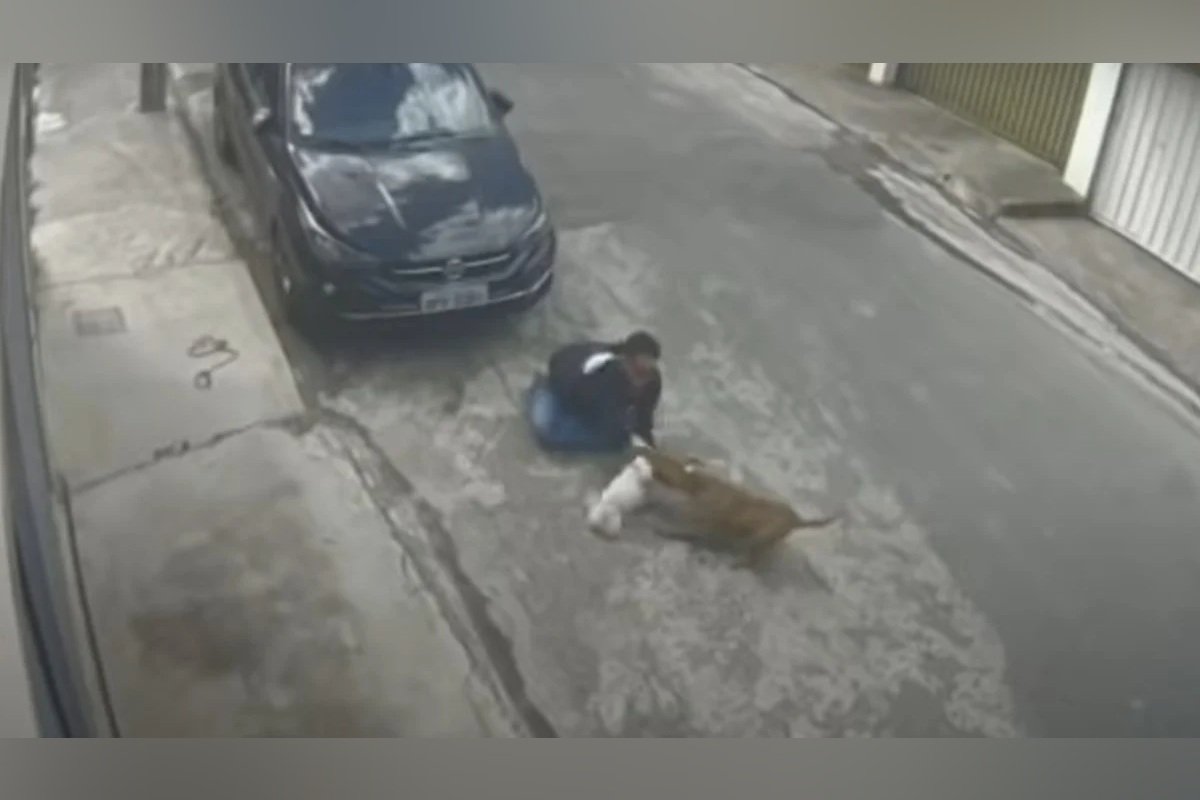 Poodle e dono são atacados por pitbull solto em MG ‘Muito traumático’