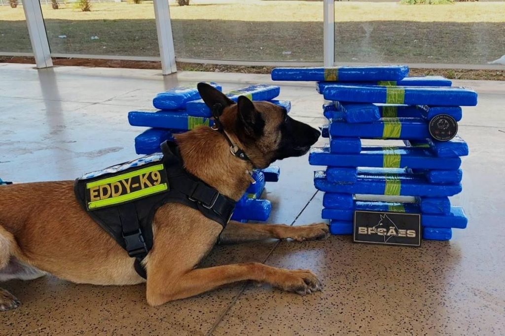 Cão policial