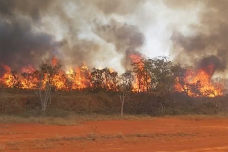 Incêndio no Parque Estadual do Juquery (SP)
