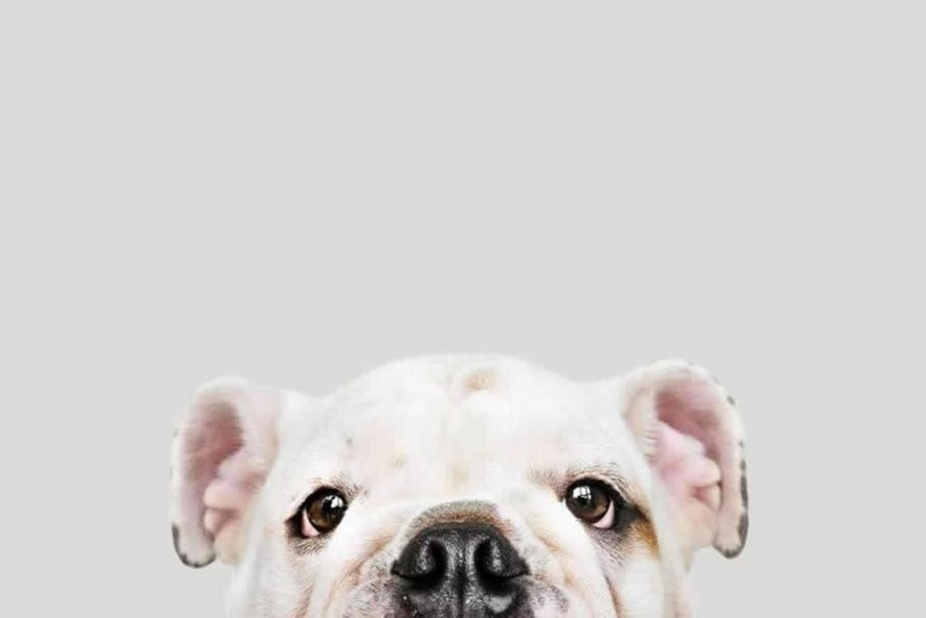 Cachorro com mancha de lágrima