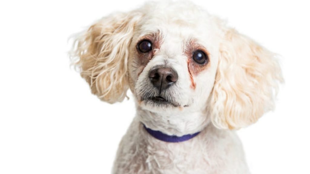Cachorro com mancha de lágrima